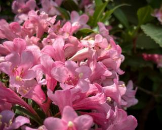 Weigela 'Pink Poppet' – Rózsaszín virágú rózsalonc