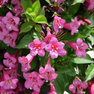 Weigela 'Rumba' – Rózsalonc