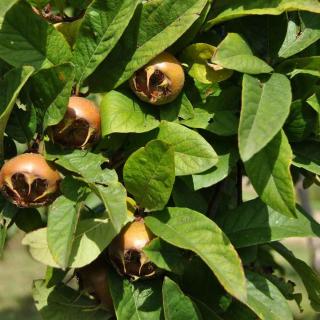 'Westerveld' – Naspolya (Mespilus germanica)