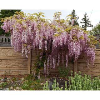 Wisteria floribunda 'Honbeni (syn. Rosea)' - Lilaakác (rózsaszín)