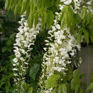 Wisteria floribunda 'Shiro-noda' (syn.: 'Alba') – Fehér virágú lilaakác