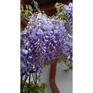 Wisteria sinensis - Kerti lilaakác