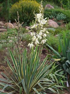Yucca filamentosa 'Bright Edge' - Fehér tarka levelű kerti pálmaliliom