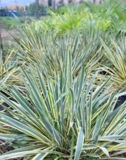 Yucca filamentosa 'Variegata' – Kerti pálmaliliom