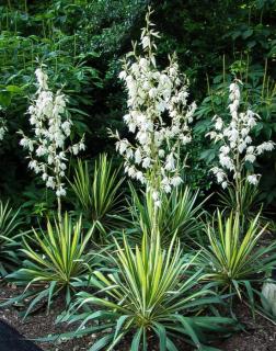 Yucca flaccida 'Golden Sword' – Pálmaliliom