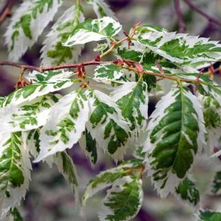 Zelkova serrata 'Variegata' – Japán gyertyánszil