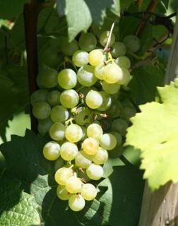 'Zöld Veltelini' fehér borszőlő