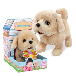 Golden Retriever kutyus