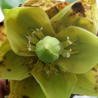 Bemba banán (Ensete Homblei)