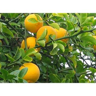 Fagytűrő csavart ágú vadcitrom  (Poncirus trifoliata 'Flying dragon')