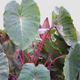 Fagytűrő kínai elefántfül (Colocasia esculenta ’Pink china’)