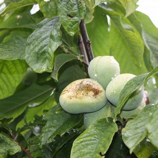 Indián banán, Pawpaw (Asimina triloba 'Sunflower')