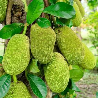 Jackfruit, Jákafa (Artocarpus heterophyllus)