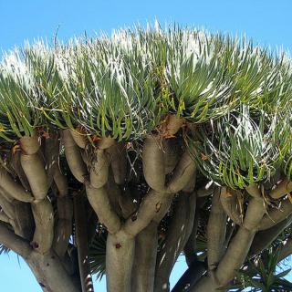 Kanári sárkányfa (Dracaena draco) - 1 méter +