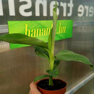 Kanári termő törpebanán (Musa acuminata 'Dwarf canariensis') | kicsi