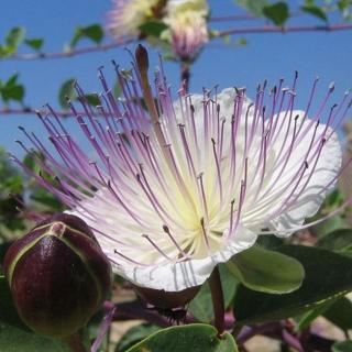 Kapri (Capparis spinosa)