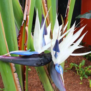 Kék papagájvirág (Strelitzia nicolai)