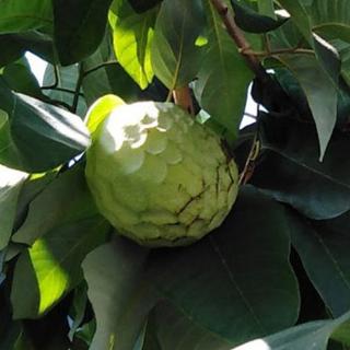 Krémalma, Cserimoja (Annona cherimola 'Fino de jete')