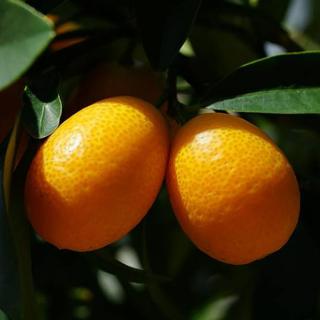 Kumquat, Aranynarancs, Törpemandarin (Fotunella sp.)