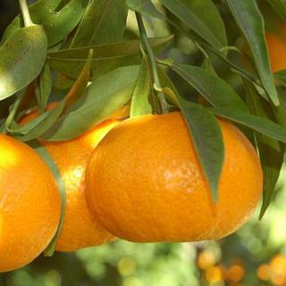 Mandarin (Citrus reticulata 'Tardivo di ciaculli')