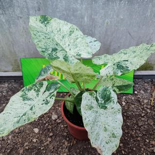 Márvány elefántfül (Alocasia Macrorrhiza ’Splash’)