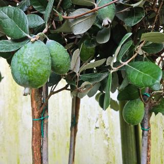 Mirtuszdió, Feijoa (Acca sellowiana ’Coolidge’) | 120–150 cm-es, bokros növény