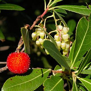 Nyugati szamócafa (Arbutus unedo 'Compacta')