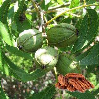 Pekándió oltványok (Carya illinoiensis) | 1 ’Pawnee’ + 1 ’Desirable’ (Az ár a 2 db növényre vonatkozik)