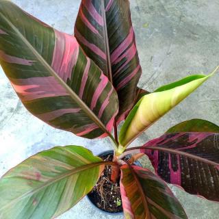 Pink variegata banán (Musa sp. ’nono’)