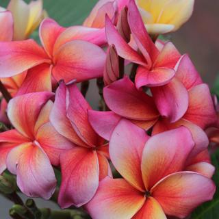 Plumeria rubra ’Cabaret’ | 3-5 ágú, virágzóképes növény