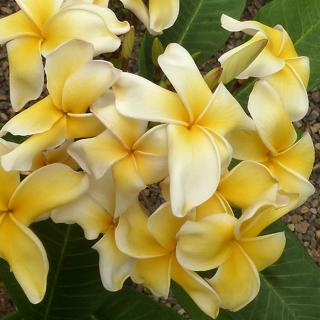 Plumeria rubra ’Grace’ aka Lueang compact | 3–5 ágú, virágzóképes növény