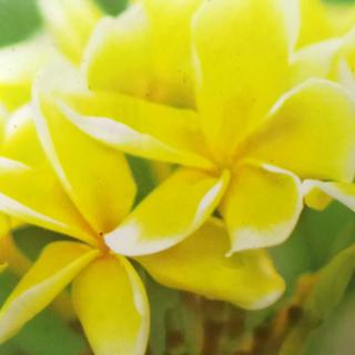 Plumeria rubra ’Inca Gold’ | 3 ágú, virágzóképes növények