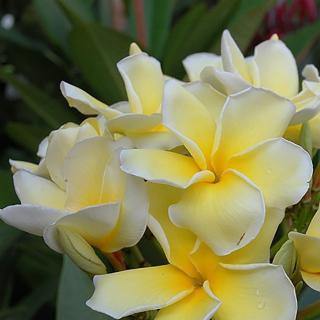 Plumeria rubra ’Lueang Suk De’ I nagyméretű, 1 ágú növény