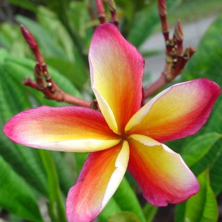 Plumeria rubra ’Lueang Thammasat’ I 1–3 ágú, virágzóképes növény