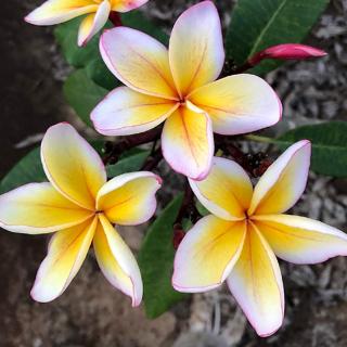 Plumeria rubra ’Mojito’ | bimbós, 3–4 ágú növény