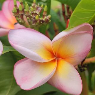 Plumeria rubra ’Pizzazz’ | 3 4-ágú, virágzóképes növények