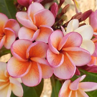 Plumeria rubra ’Poutpourry’ | 2-3 ágú, virágzóképes növény