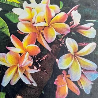 Plumeria rubra ’Poy nang nuea’ I 1 ágú, nagy, virágzóképes növény