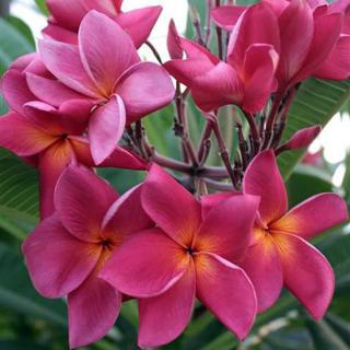 Plumeria rubra ’Red cherry’ aka ’Heart of Queen’ I 1 ágú, nagy, virágzóképes növény