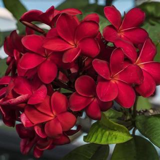 Plumeria rubra ’Red Hot’ I 1–2 ágú, virágzóképes növény