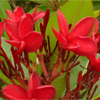 Plumeria rubra 'Red Jack' – 3 ágú, virágzóképes növények