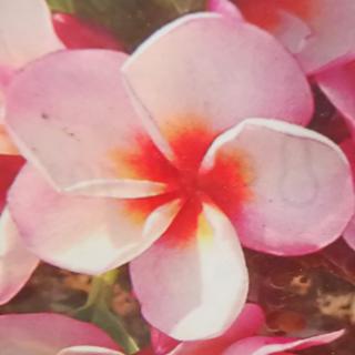 Plumeria rubra ’Rhapsody’ | virágzóképes növények