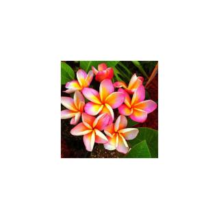 Plumeria rubra ’Rhonda’ | 3 ágú, virágzóképes növény