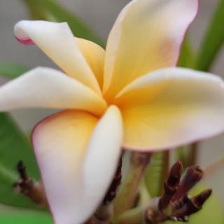 Plumeria rubra ’Safari’ | virágzóképes növények