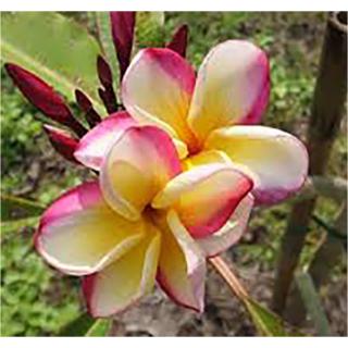 Plumeria rubra ’Sheer beauty’ I 1–2 ágú, virágzóképes növény