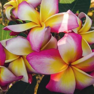 Plumeria rubra ’Vibrance’ I 1–2 ágú, virágzóképes növény