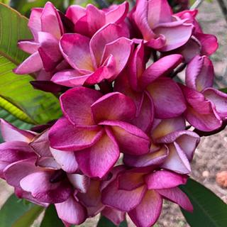Plumeria rubra ’Violet Jaded Dragon’ I 1–3 ágú, virágzóképes növény