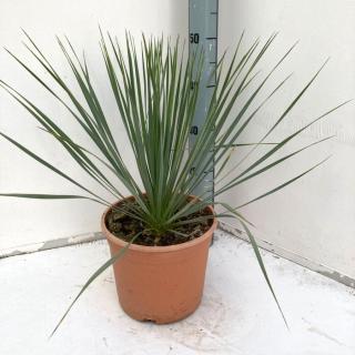 Sascsőr Jukka (Yucca rostrata)