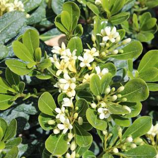 Törpe kínai enyvesmag (Pittosporum tobira ’Nanum’)