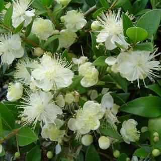 Valódi mirtusz (Myrtus communis)